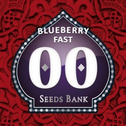 BLUEBERRY FAST 00 SEEDS