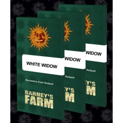 WHITE WIDOW BARNEYS FARM
