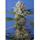 CRYSTAL CANDY F1 FAST VERSION SWEET SEEDS