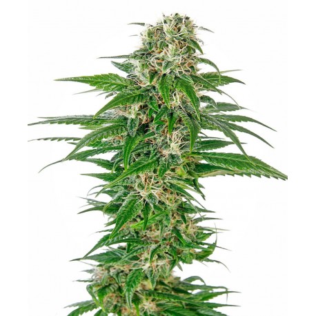 SENSI SEEDS EARLY SKUNK AUTOMATIC