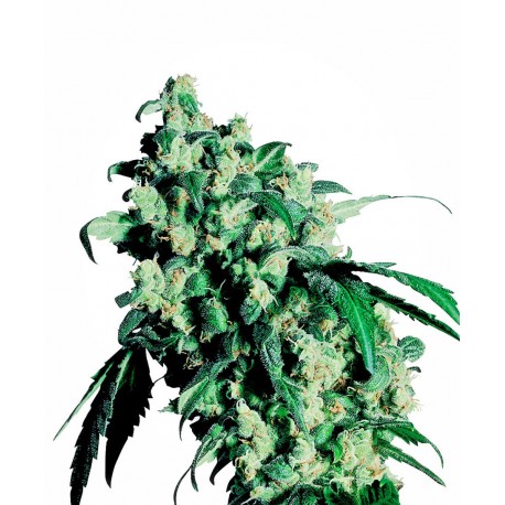 SENSI SEEDS SUPER SKUNK