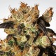 INDICA CHAMPIONS PACK