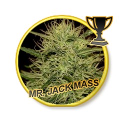 MR. JACK MASS