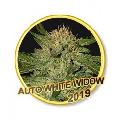 AUTO WHITE WIDOW