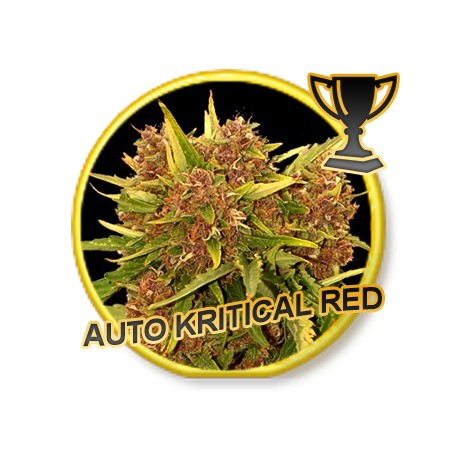 AUTO KRITICAL RED