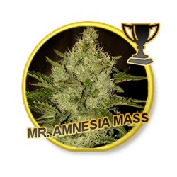MR. AMNESIA MASS (REGULAR)