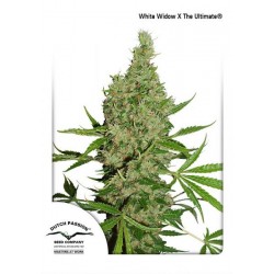 WHITE WIDOW x THE ULTIMATE